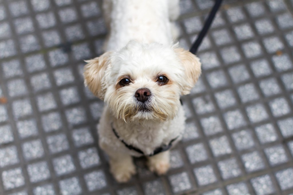 Love & style (& 2&nbsp;puppies)